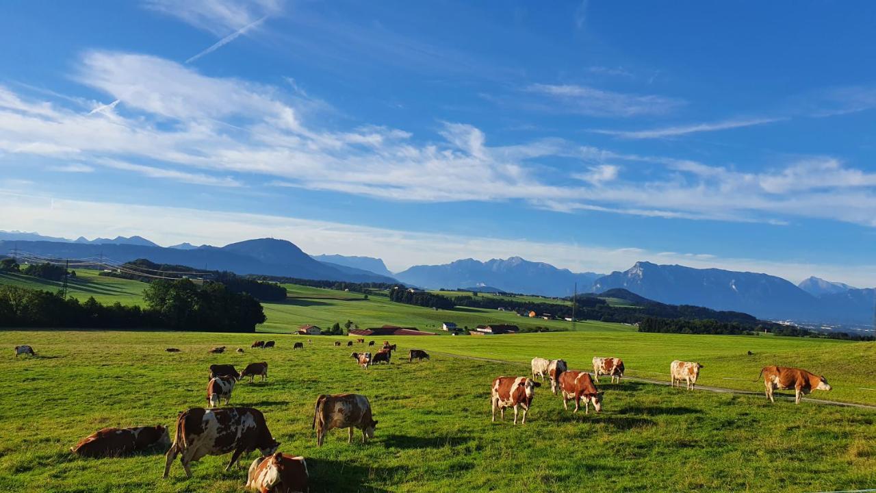 Idyllische Designer-Apartments Am Bio-Bauernhof In Salzburgerseenland Schmiding 10 Seekirchen am Wallersee Bagian luar foto